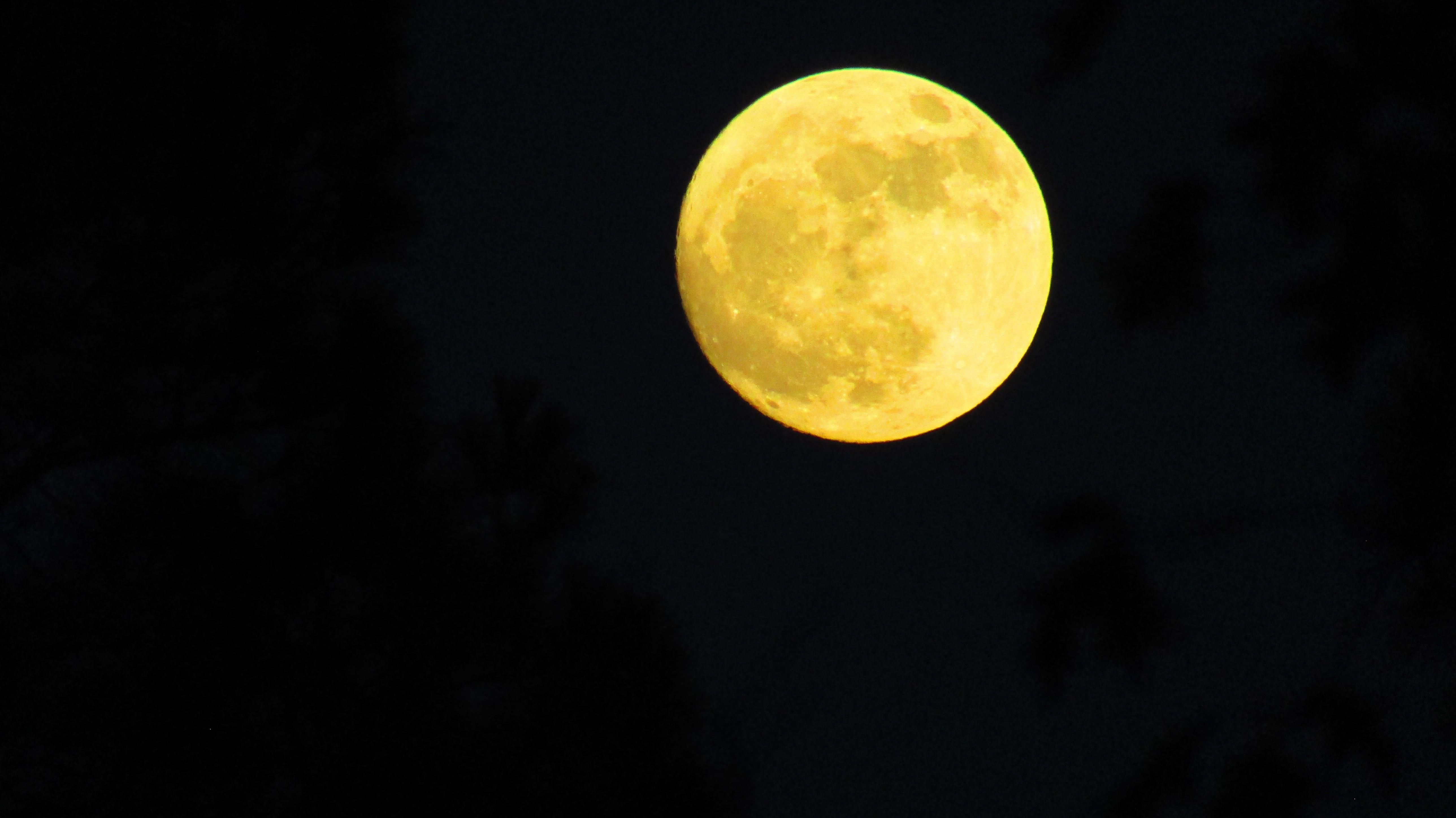 Луна как желтый медведь. Supermoon Yellow 500. Желтая Луна. Оранжевая Луна. Огромная желтая Луна.