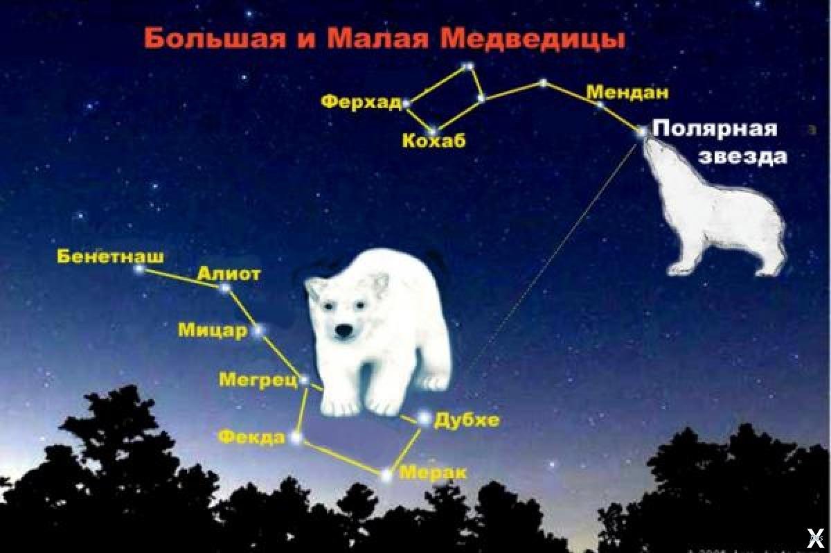 Какой тип развития характерен для медведицы. Большая Медведица малая Медведица и Полярная звезда. Полярная звезда малой и большой медведицы. Малая Медведица Созвездие звезды. Полярная звезда в ковше малой медведицы.
