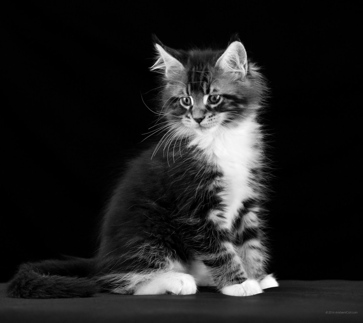 Черно белые картинки котят. Котенок черно-белый. Сибирские котята черно белые. Котята черно белые пушистые. Черно белая кошка.