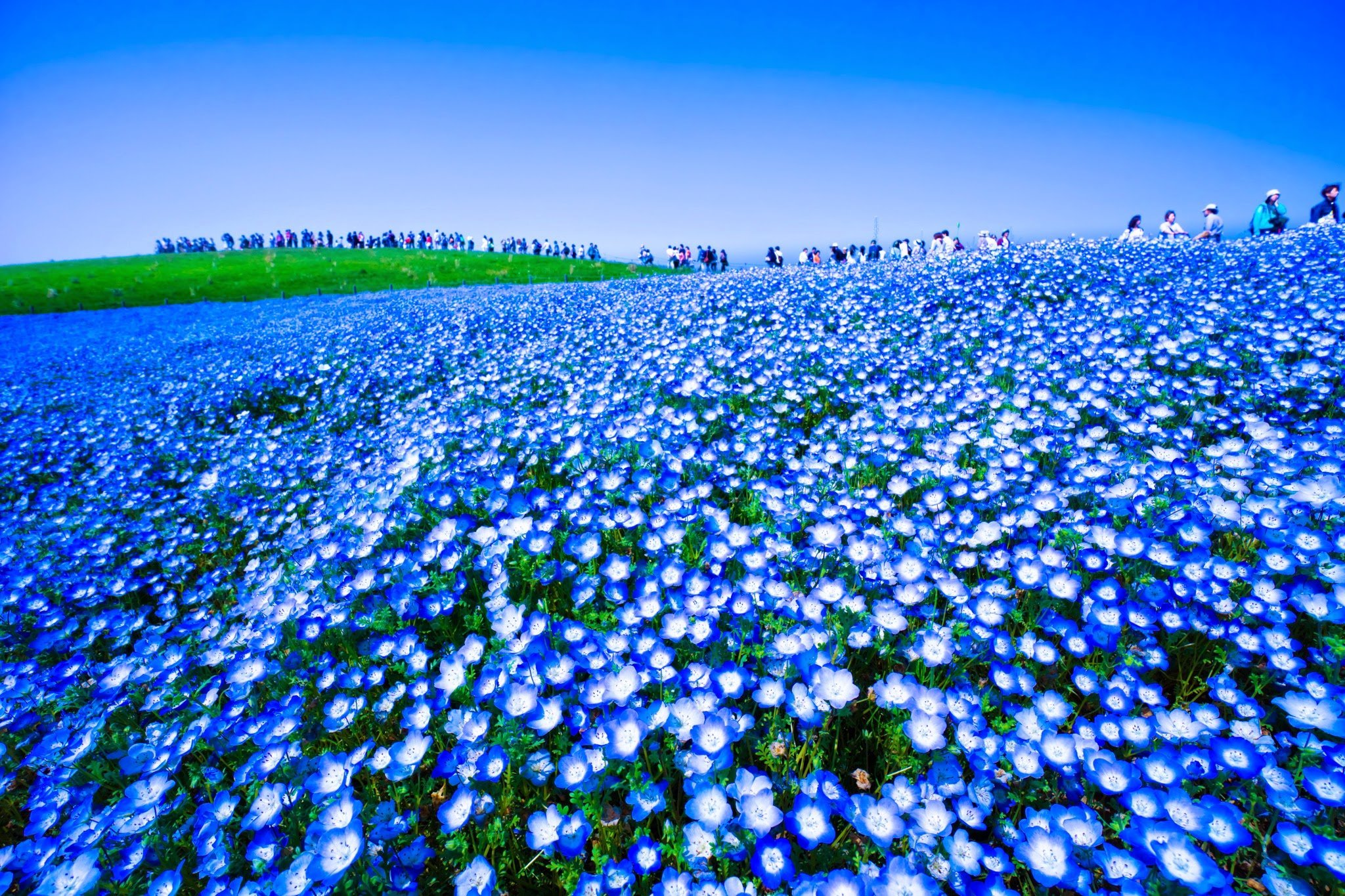 На поляне растут синие цветы. Парк Хитачи немофила. Немофила Блу. Парк Хитачи незабудки.