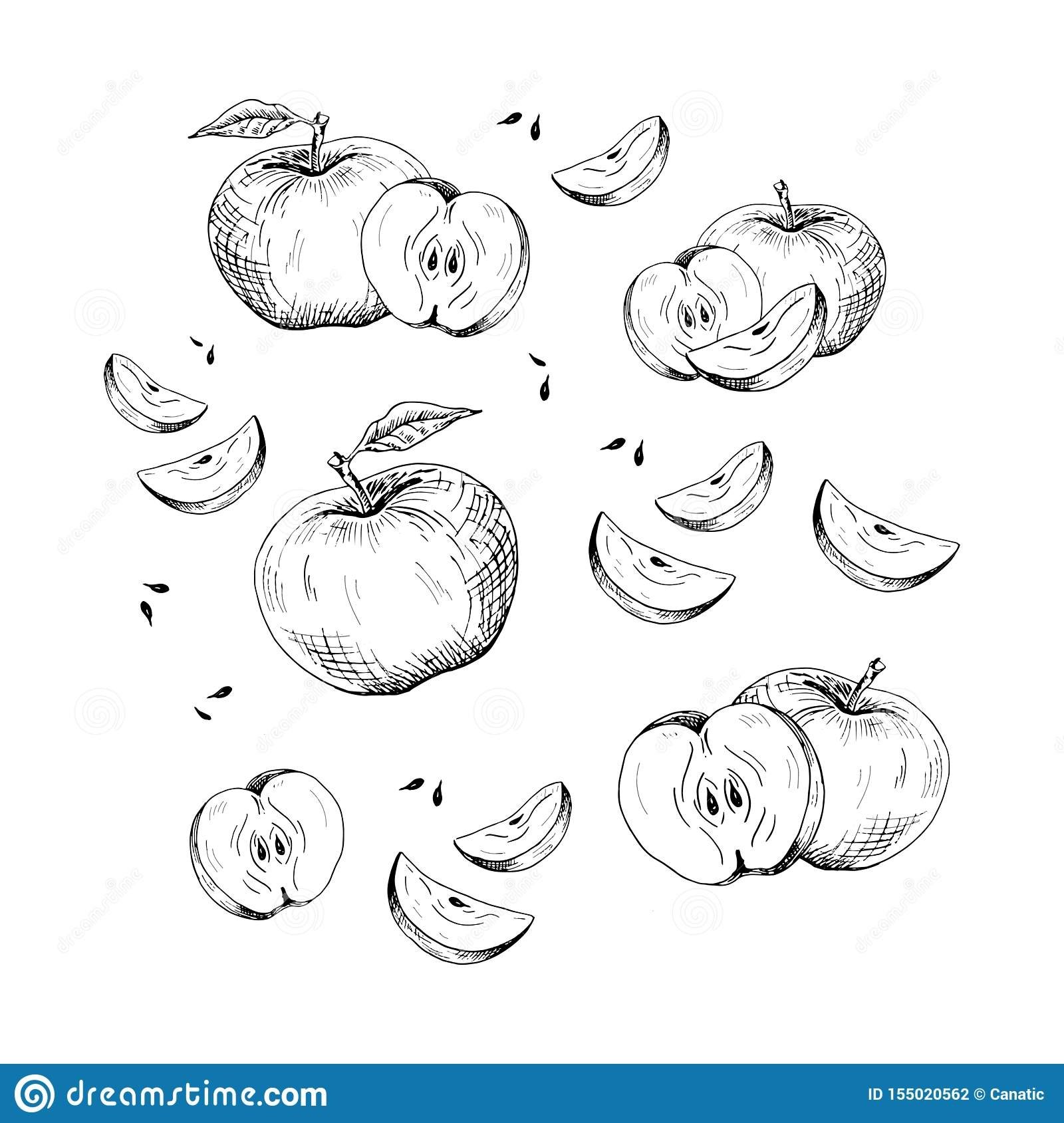 Или кусочек яблока или орешек. Яблоко векторный рисунок. Яблоко скетч. Яблоко в разрезе. Кусочек яблока скетч.