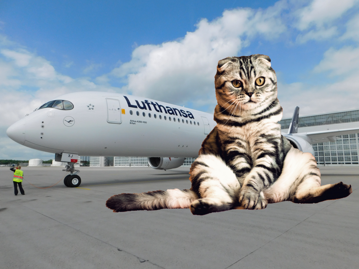 В самолет можно кот. Коты и Авиация. Коты в самолете. Котик самолетик. Котенок в самолете.