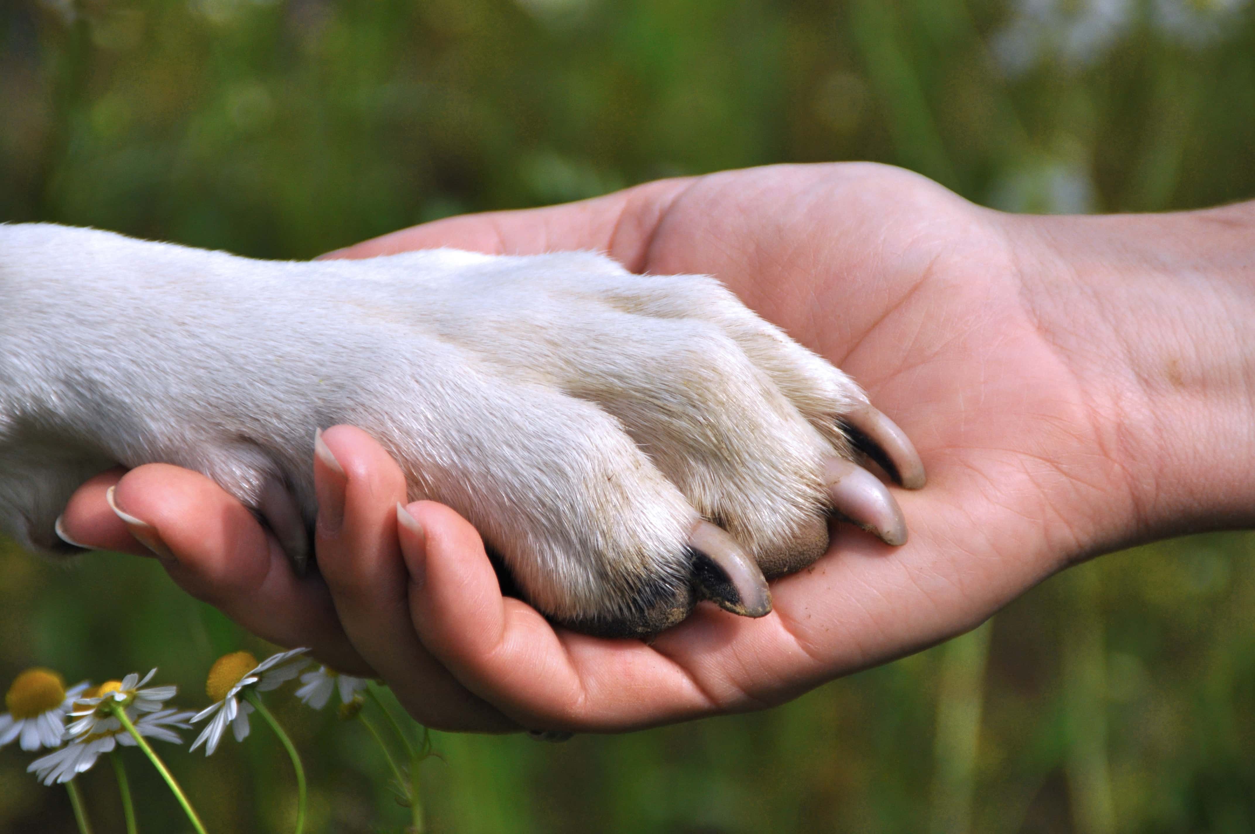Рука шавка. Собачья лапа и рука человека. Лапа собаки и рука человека. Собака друг человека. Дружба собаки и человека.