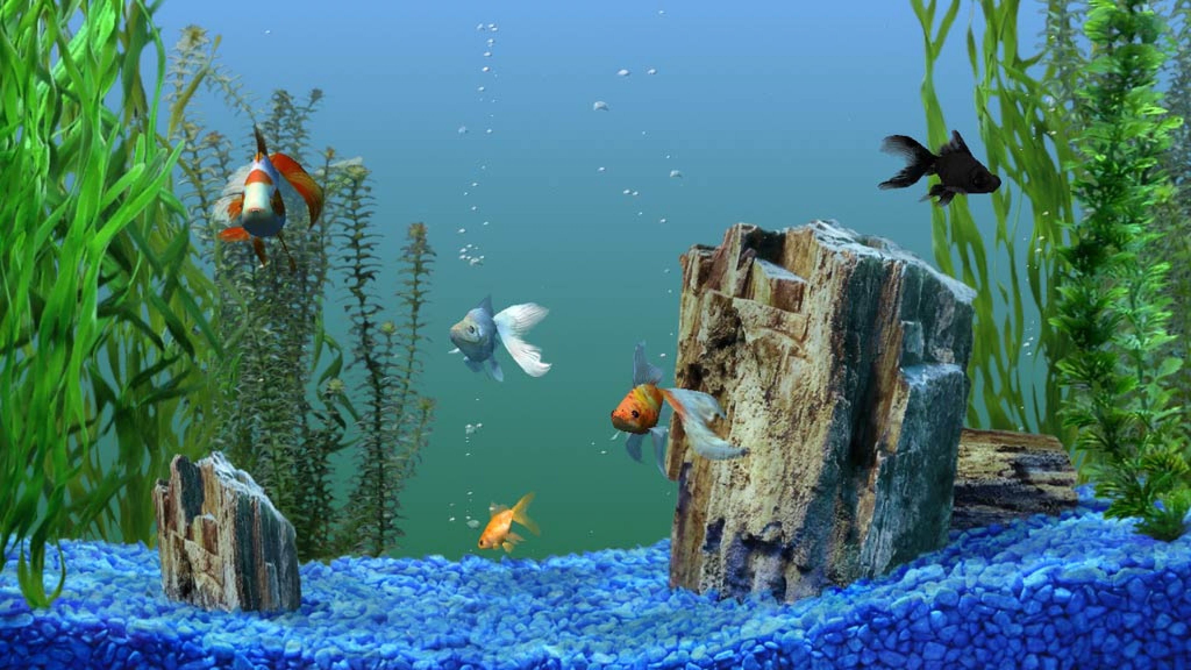 Живые обои анимация. Обои аквариум. Живой аквариум. Рыбки для аквариума. Скринсейвер аквариум.