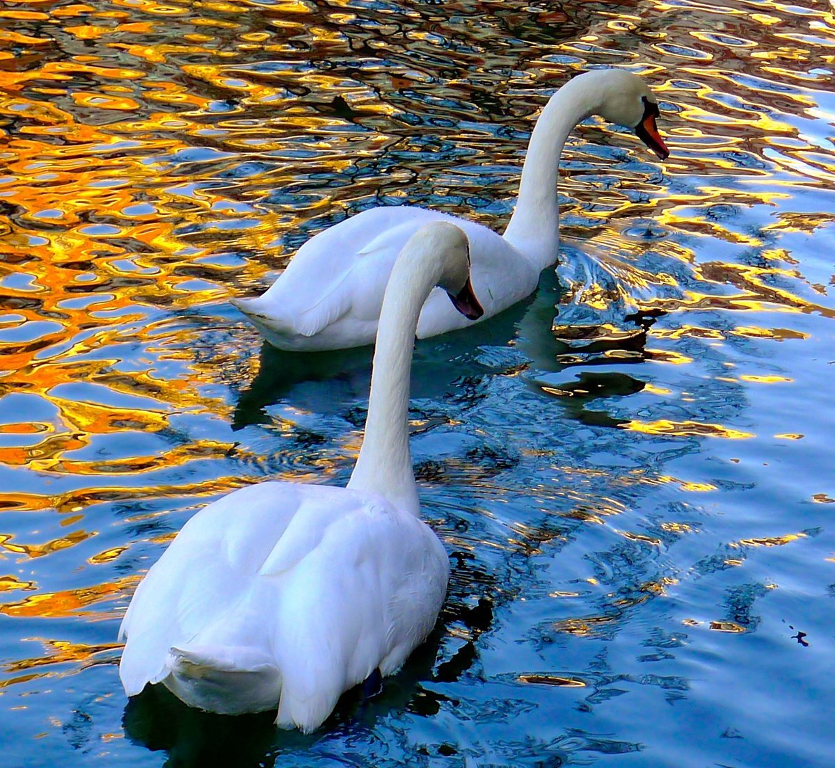 Верность вода. Лебеди на озере. Лебеди (птицы). Лебеди в пруду. Белый лебедь.