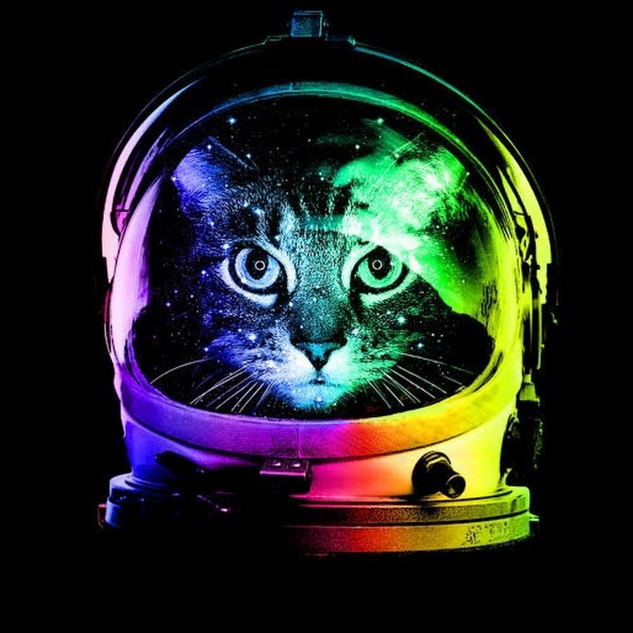 Кошка в космосе