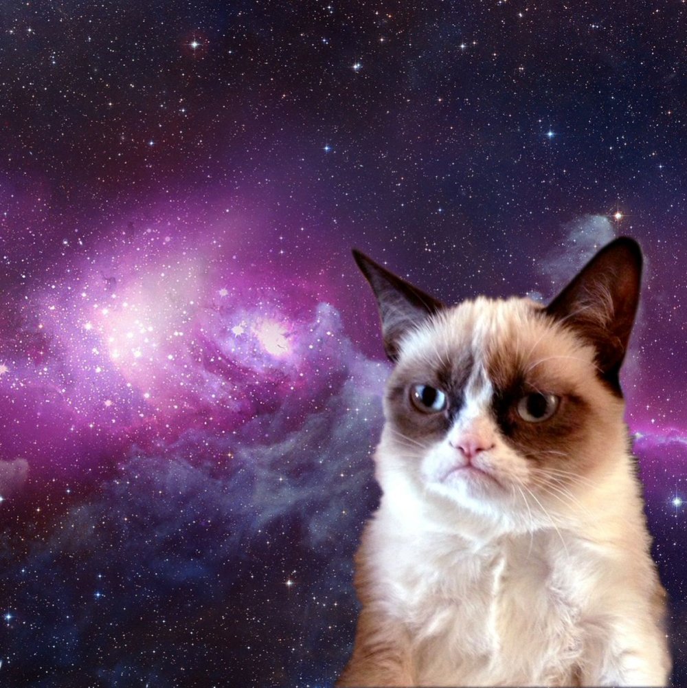 Кот в очках обои