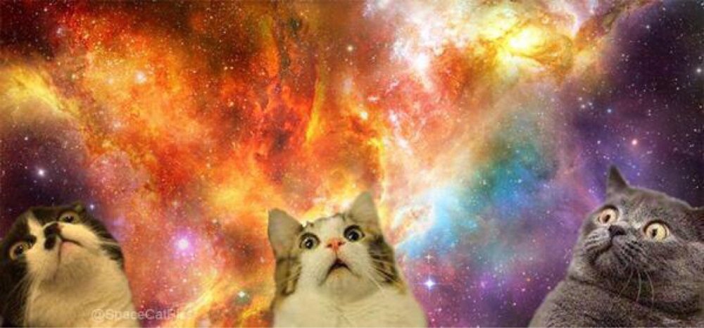 Рыжий кот в космосе