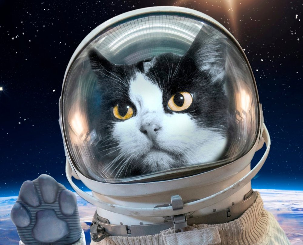 Кот в космических очках