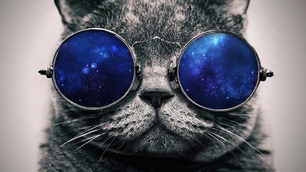 Кот в очках