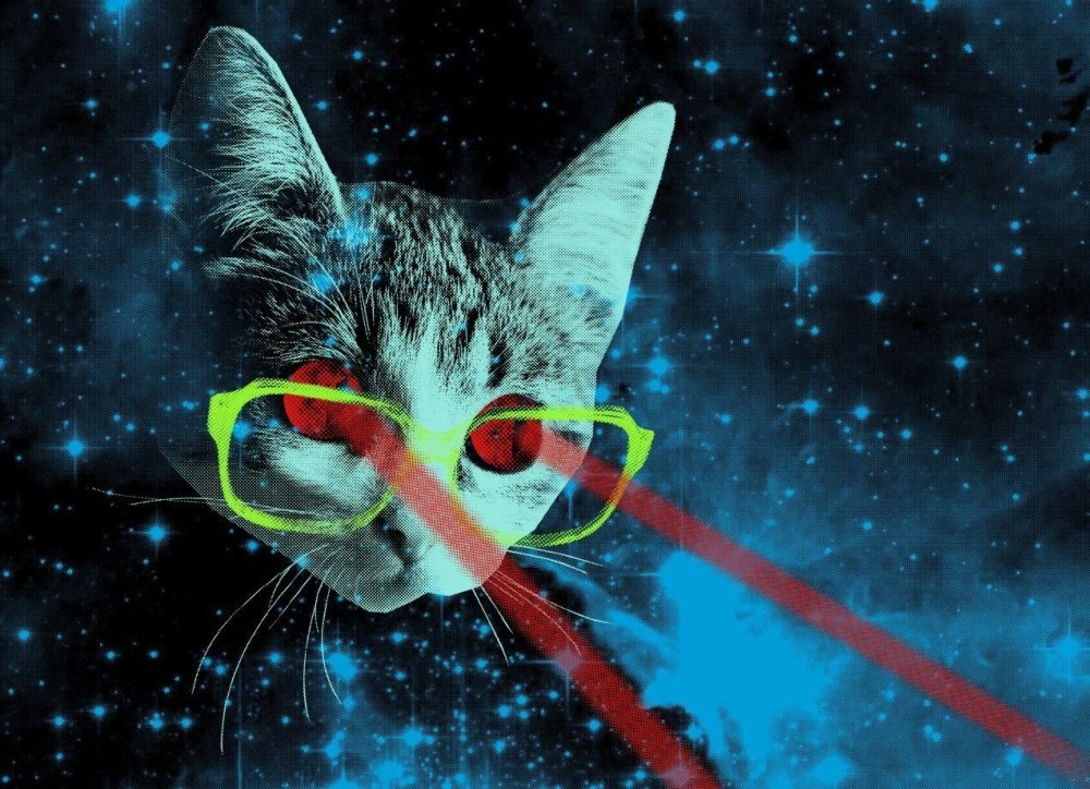 Обои на телефон кот в очках