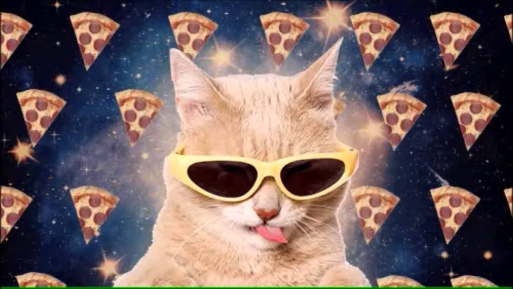 Кот в космических очках