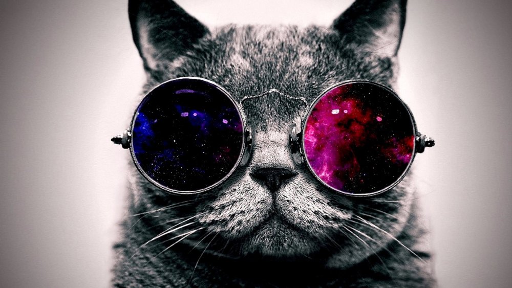 Кот на фоне космоса