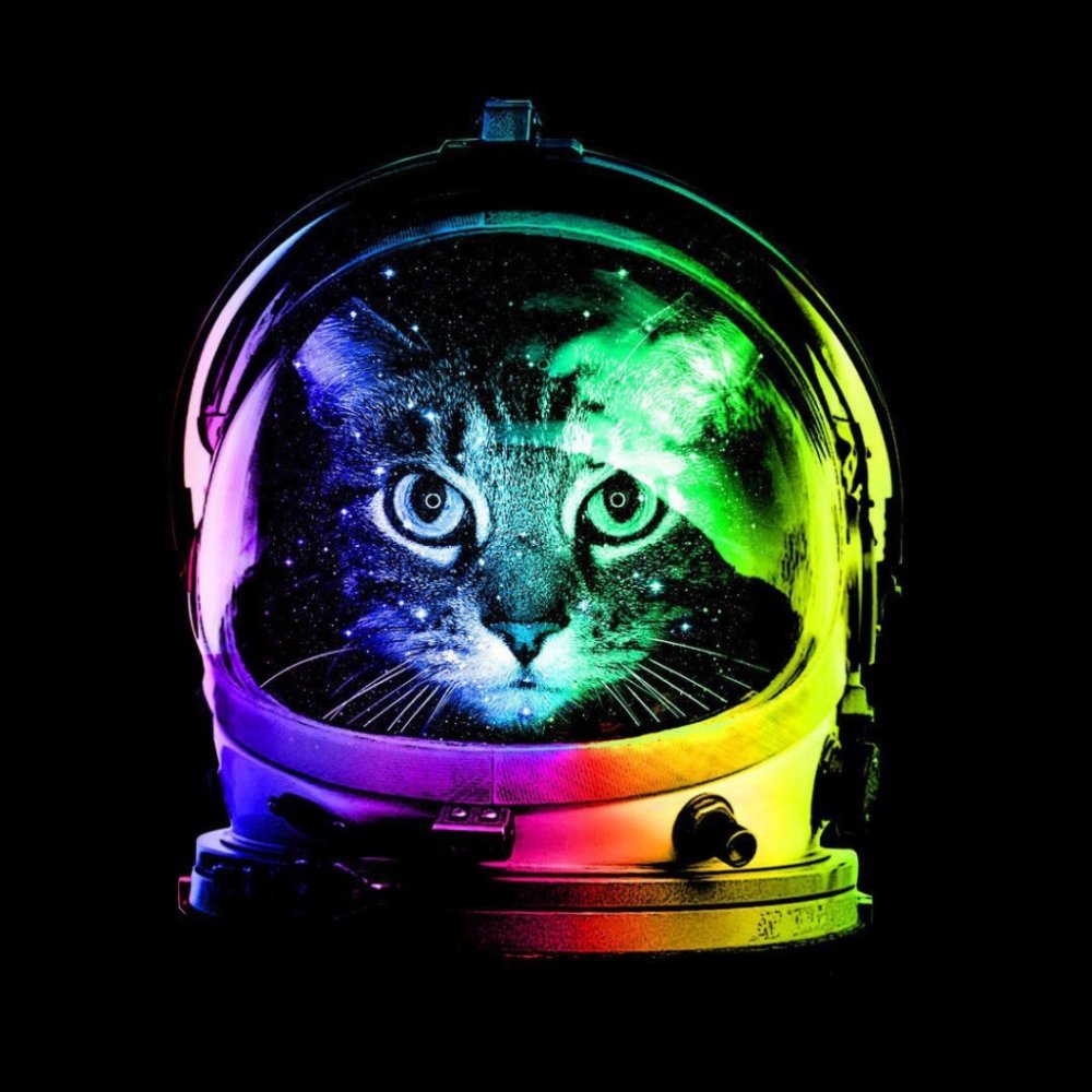 Обои на телефон кот в очках