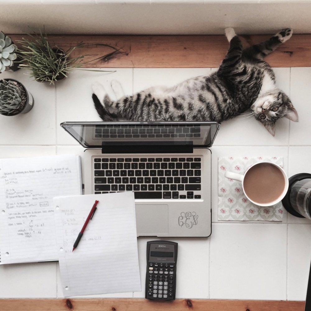 Аниме девочки котики