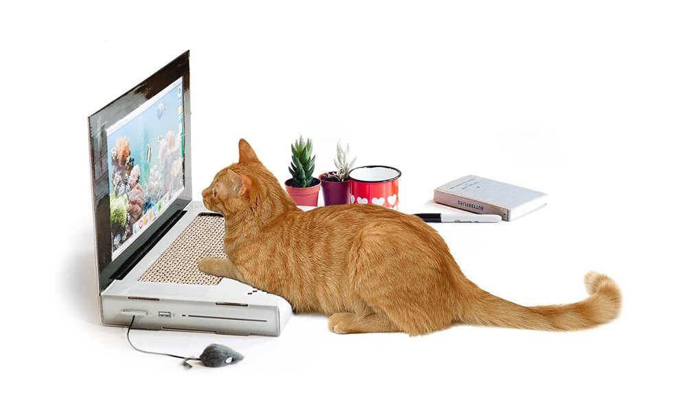 Голова компьютерный котик