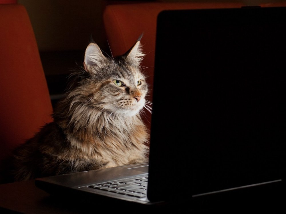 Пушин кот Пушин