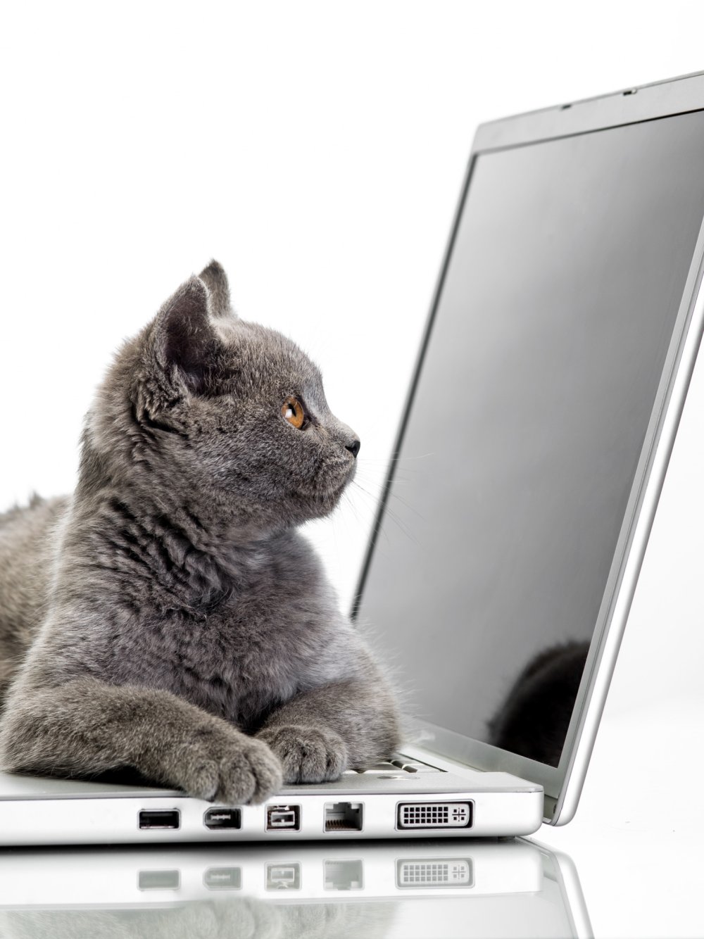 Кот арт Минимализм