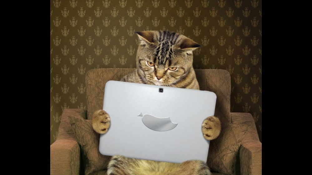 Коты за компьютером