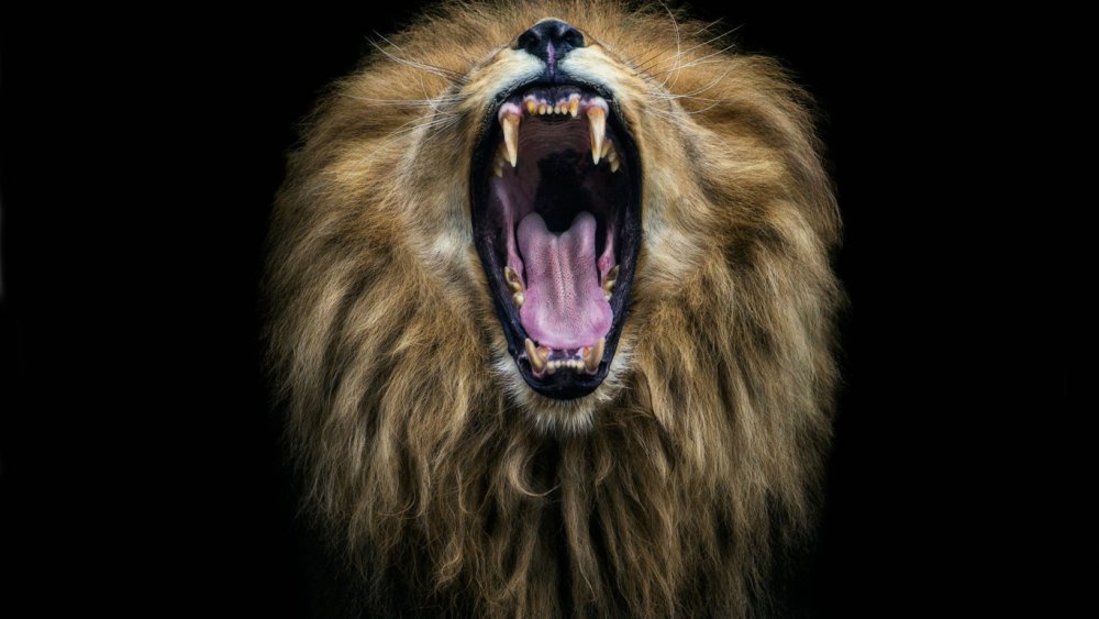 Арт Минимализм Лев темный