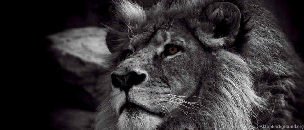 Черный Лев гордый