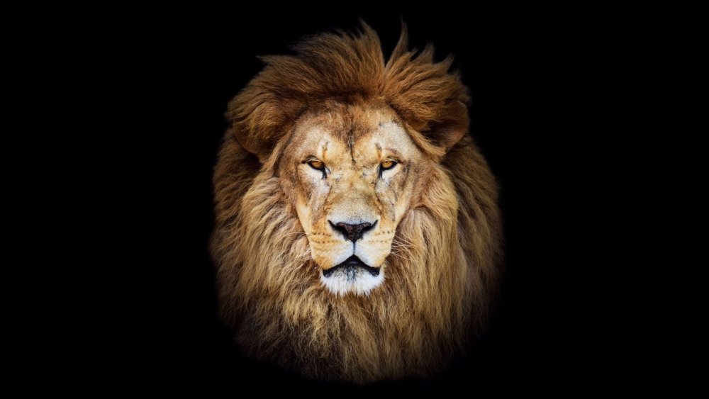 Рычащий Лев на черном фоне