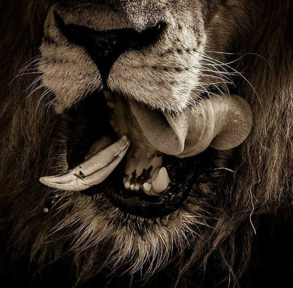 Животные на черном фоне