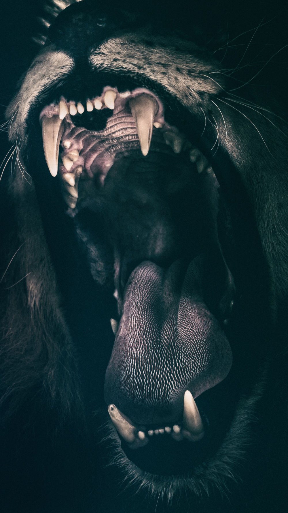 Обои на рабочий стол Лев