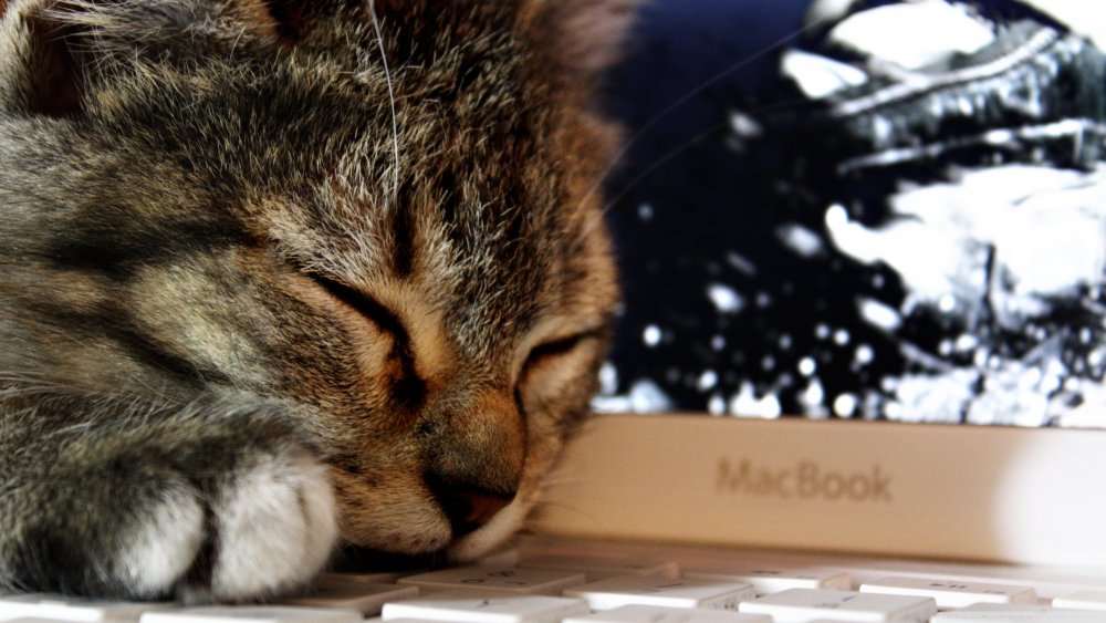 Ноутбук розовый