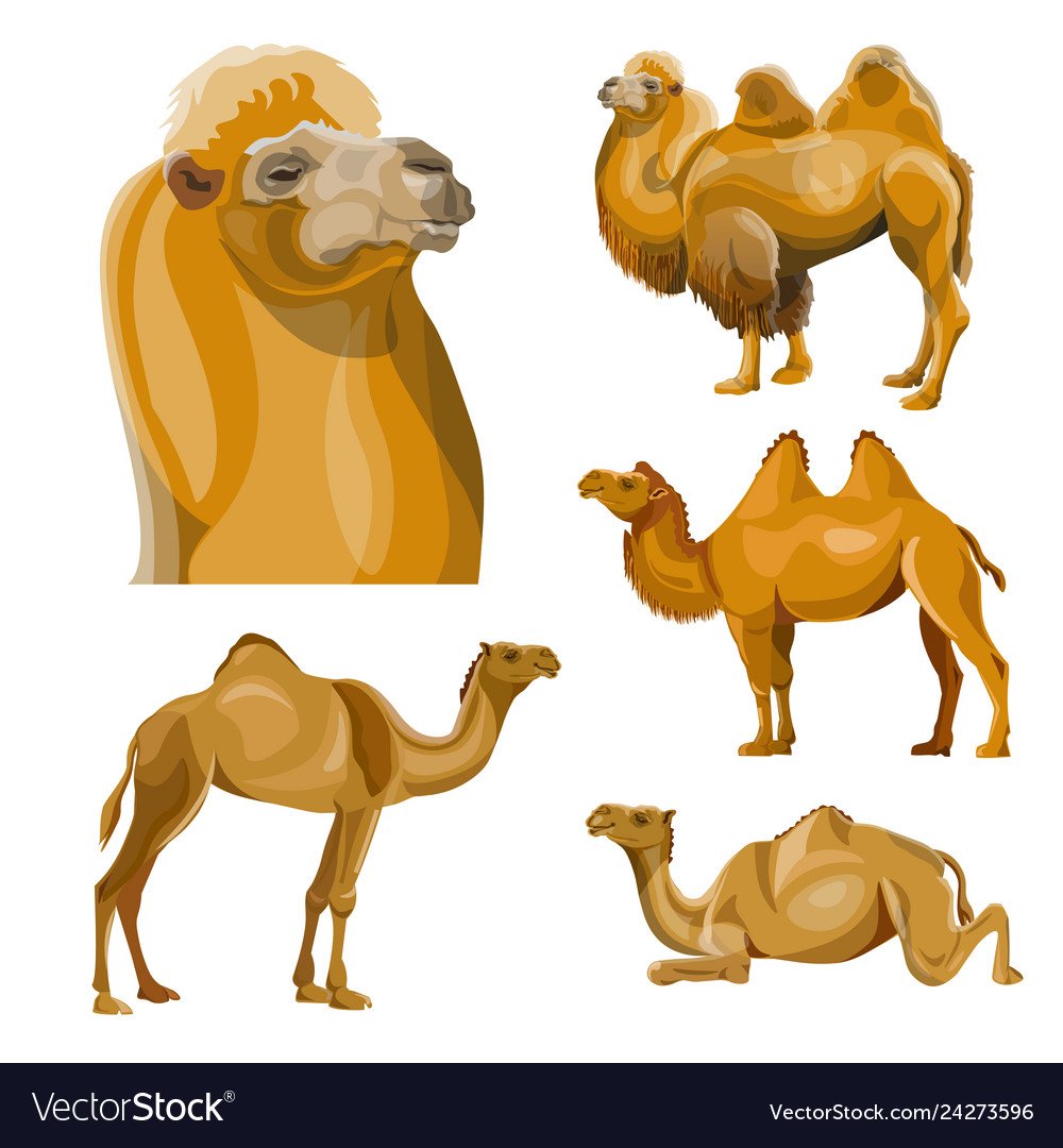 Верблюд двугорбый мультяшный