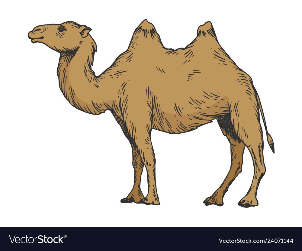 Турктсаий Camel