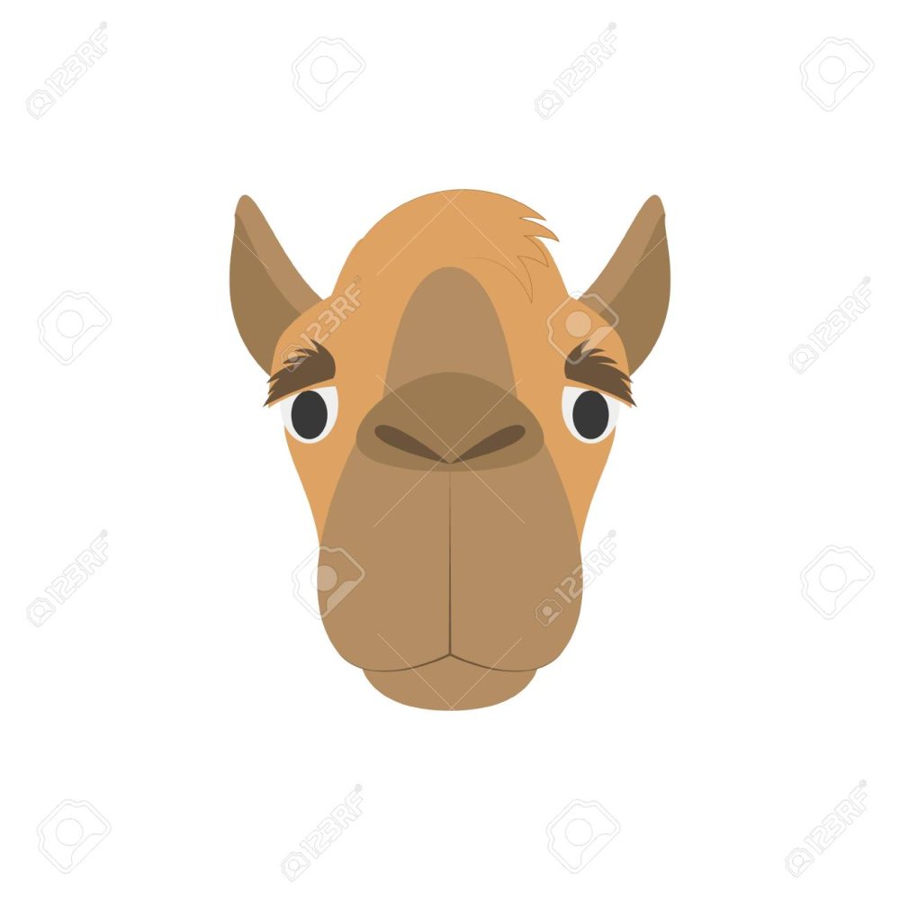 Верблюд Кельвин