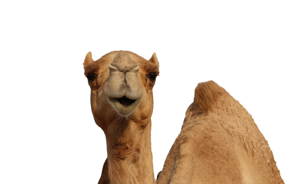 Верблюд вид сбоку