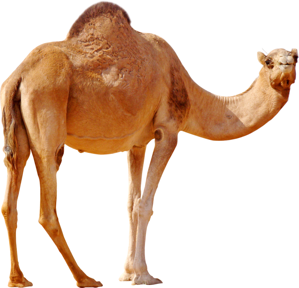 Наклейка верблюд