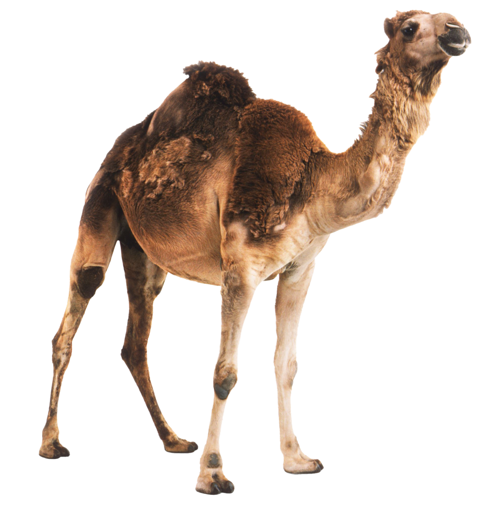 Маска верблюжонка