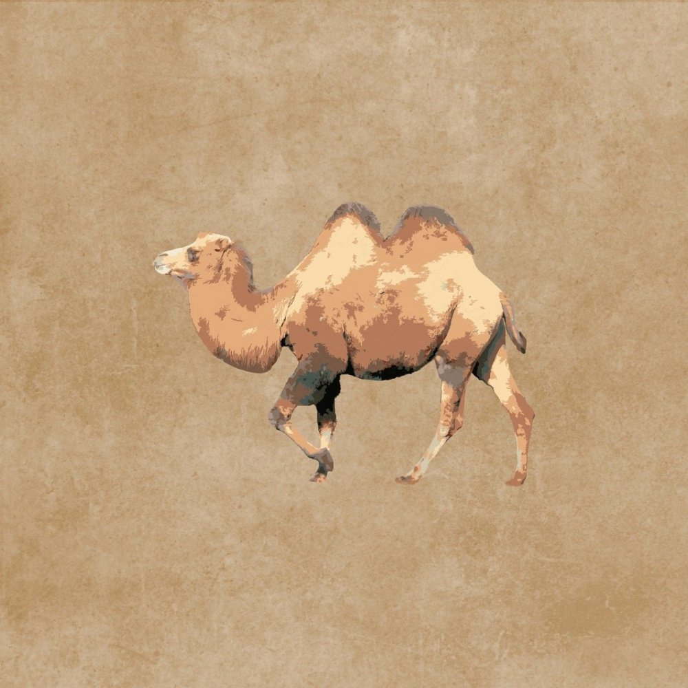 Верблюд без фона
