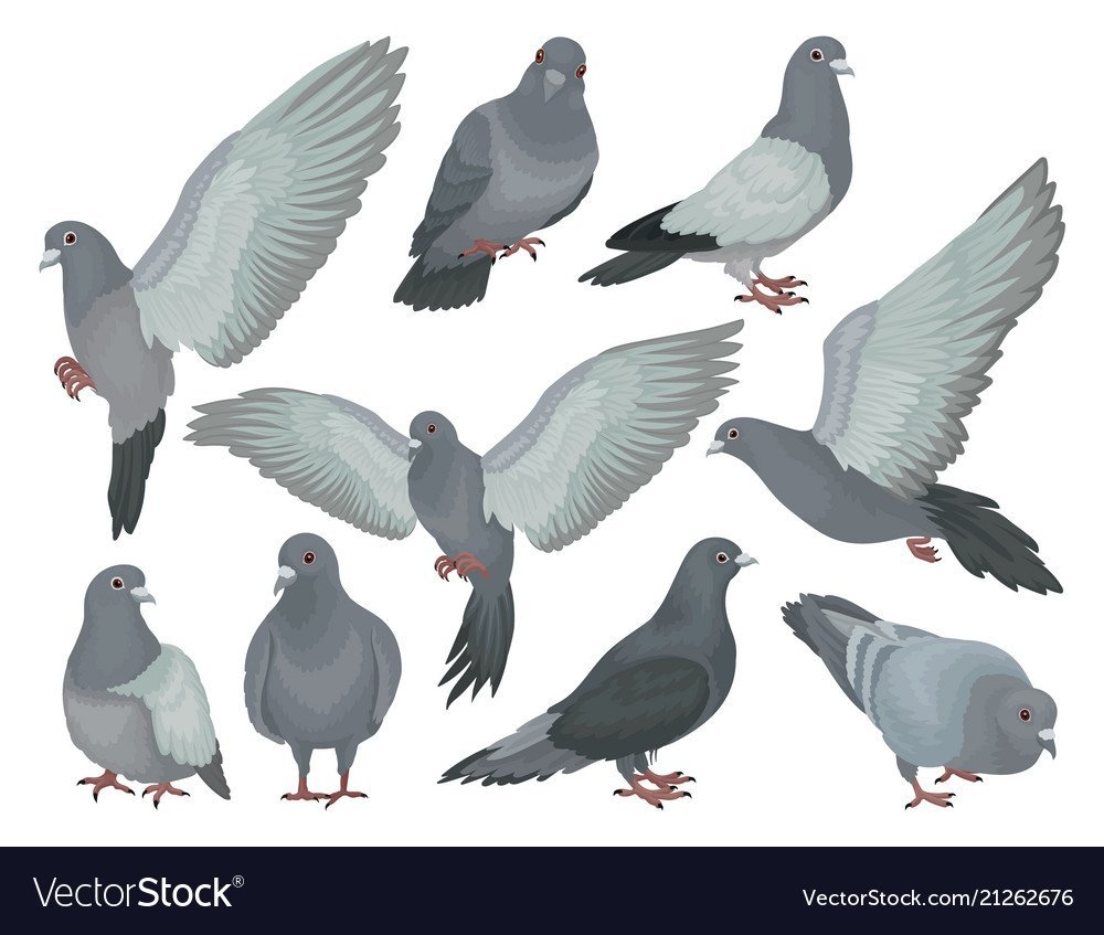 Голубь иллюстрация