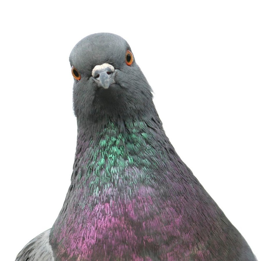 Голубь Григорий