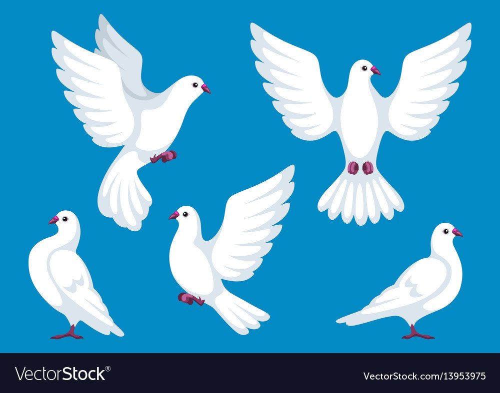 Белый голубь на фоне неба