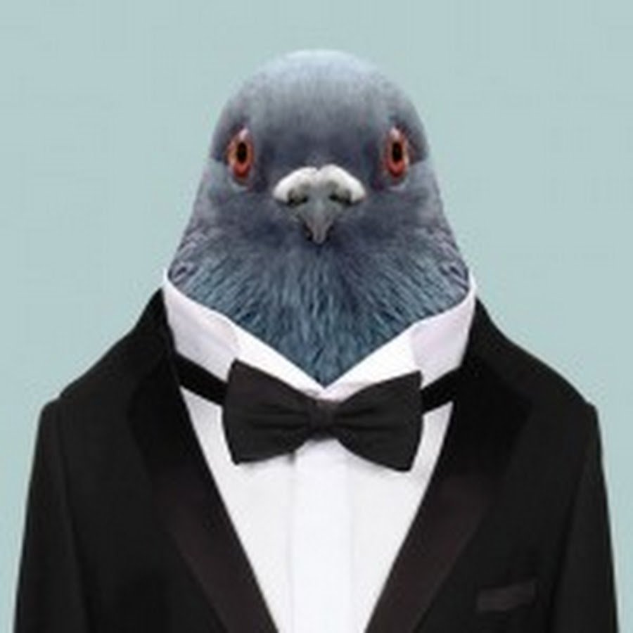 Птица символ свободы