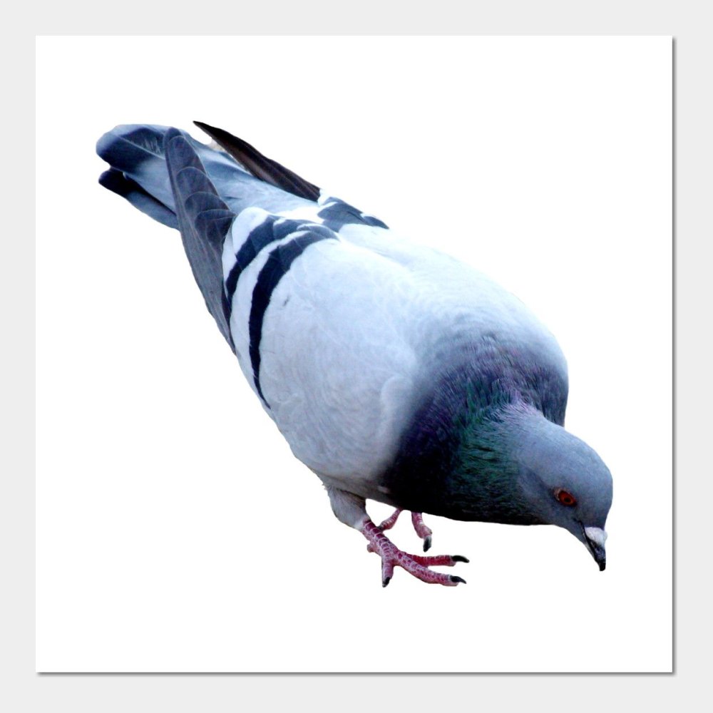 Голуби летящие цветные