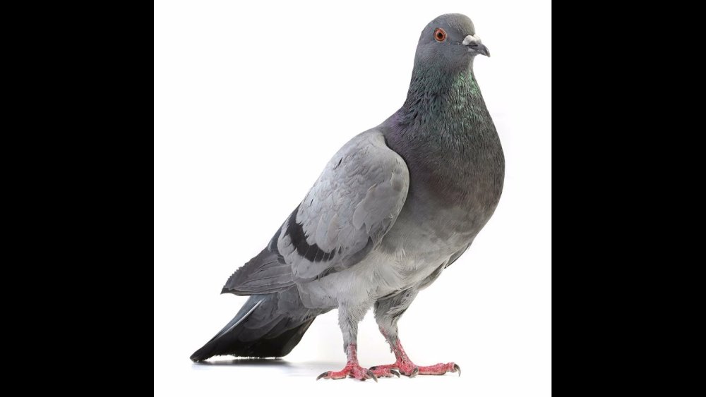 Минимализм животные