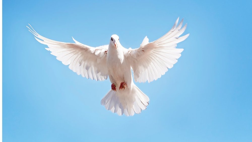 Голубь референс