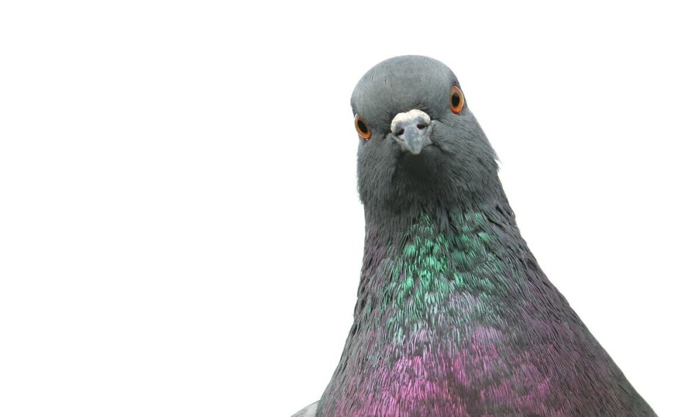 Белые голуби на синем фоне вектор