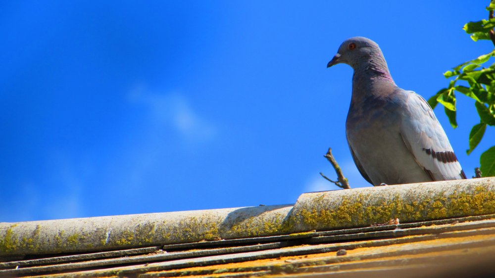 Мистический голубь