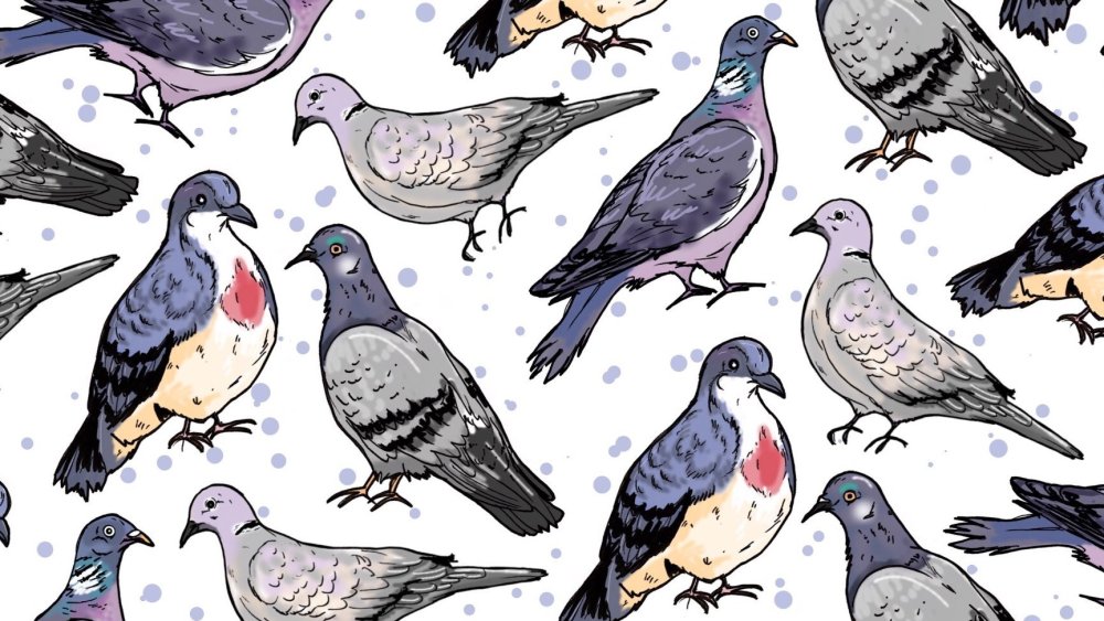 Туловище голубя