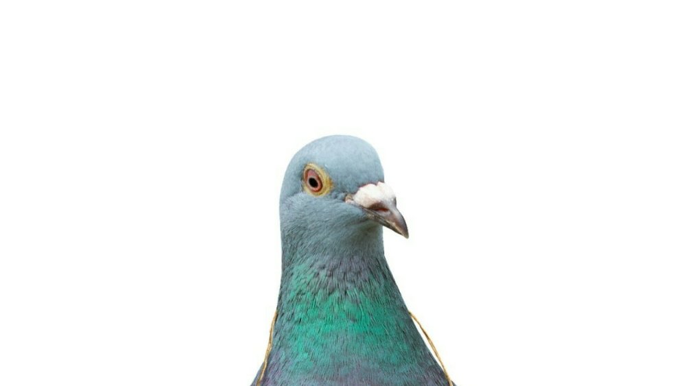 Голубь анфас