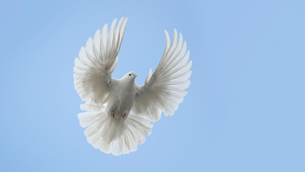 Воронежские зоревые голуби