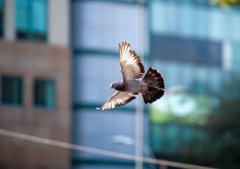 Белый голубь в руках