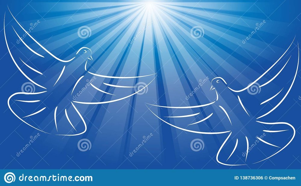 Голубь спереди рисунок